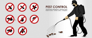 Extermination Of Bed Bugs